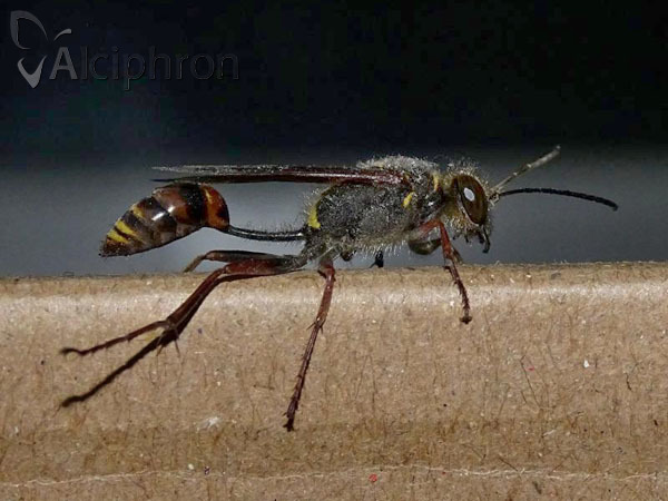 Sceliphron curvatum