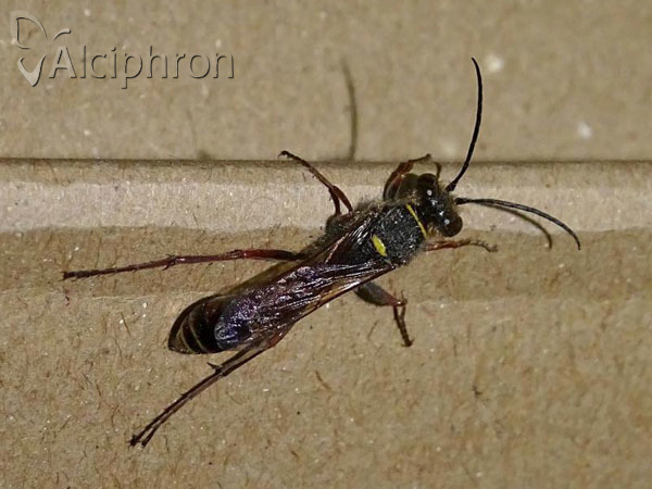 Sceliphron curvatum