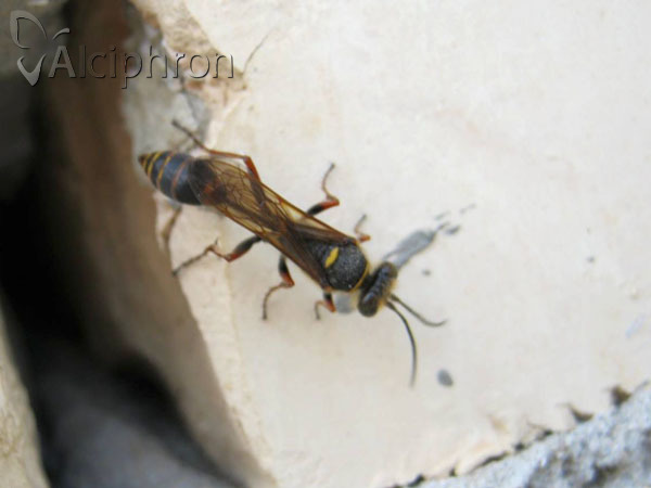 Sceliphron curvatum