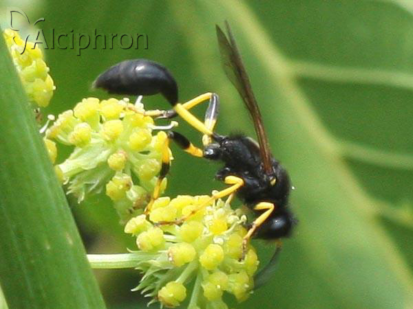 Sceliphron destillatorium