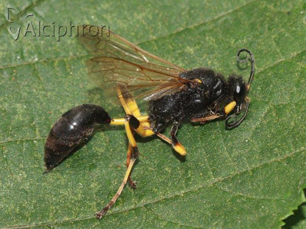 Sceliphron destillatorium