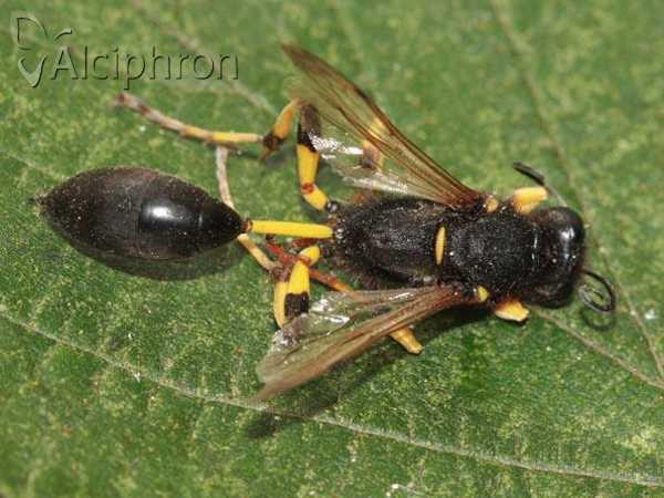 Sceliphron destillatorium