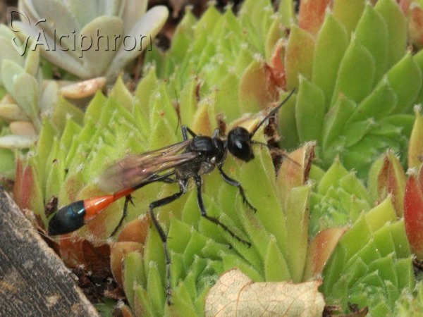 Ammophila sabulosa