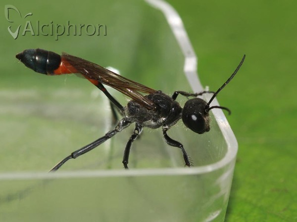 Ammophila sabulosa