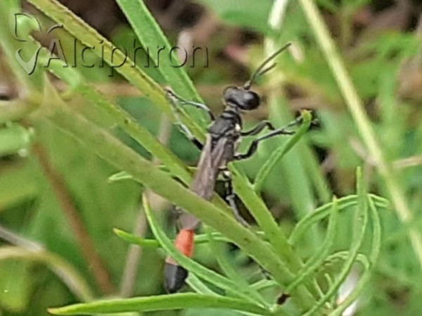 Ammophila terminata