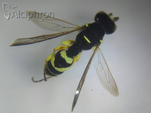 Cerceris sabulosa