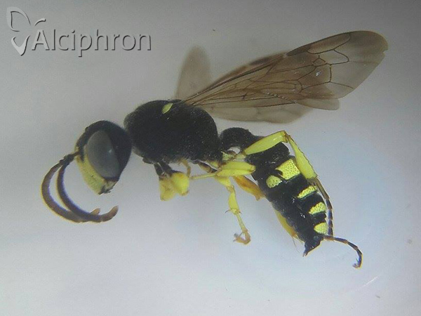Cerceris sabulosa