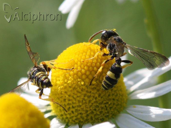 Cerceris sabulosa