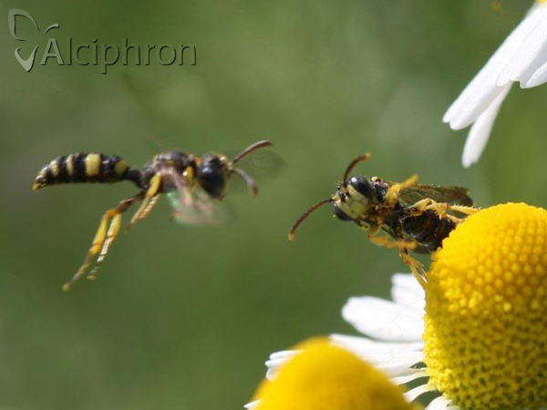 Cerceris sabulosa