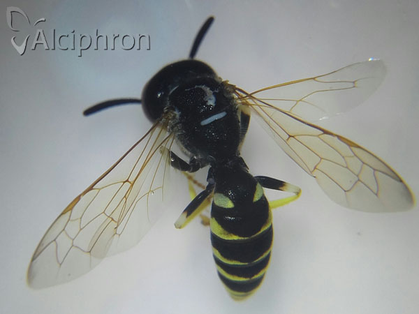 Philanthus triangulum