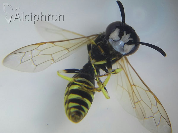 Philanthus triangulum