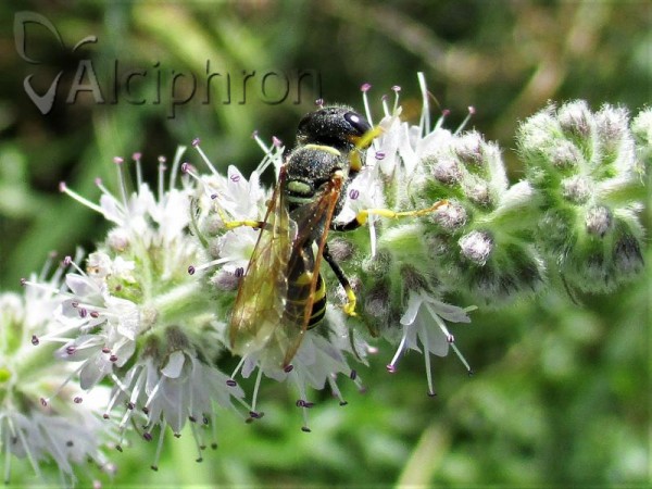 Philanthus triangulum
