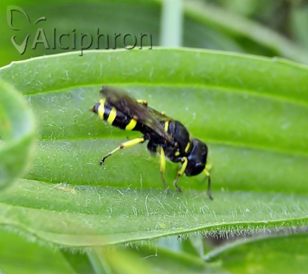 Ectemnius continuus