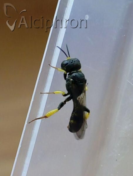 Ectemnius rubicola
