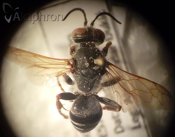 Tachytes etruscus