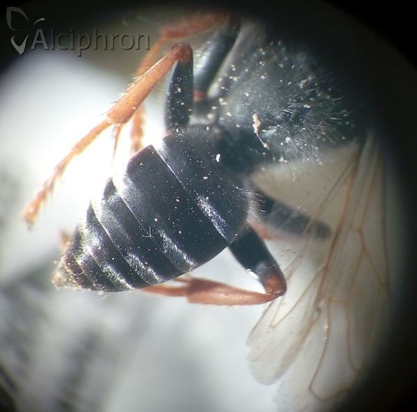 Tachytes etruscus