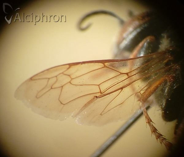 Tachytes etruscus