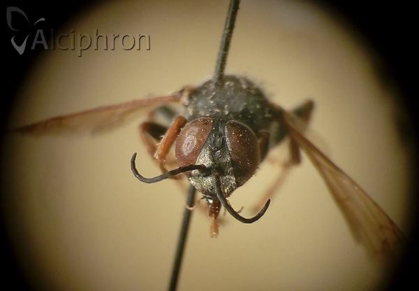 Tachytes etruscus