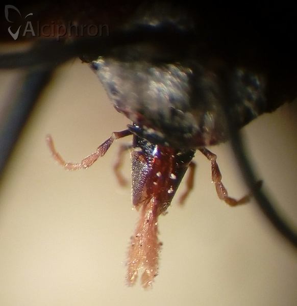 Tachytes etruscus
