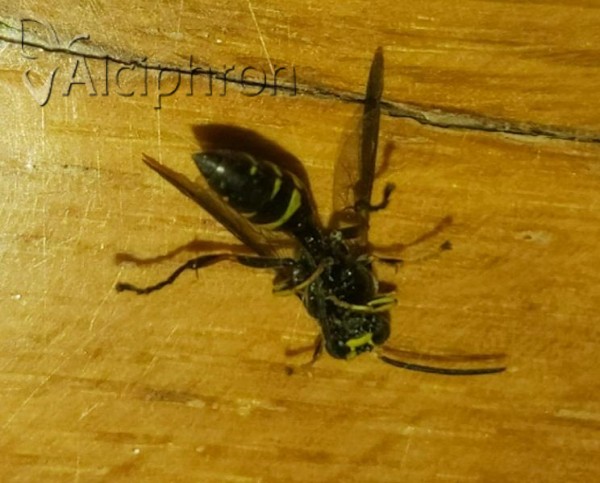 Gorytes laticinctus