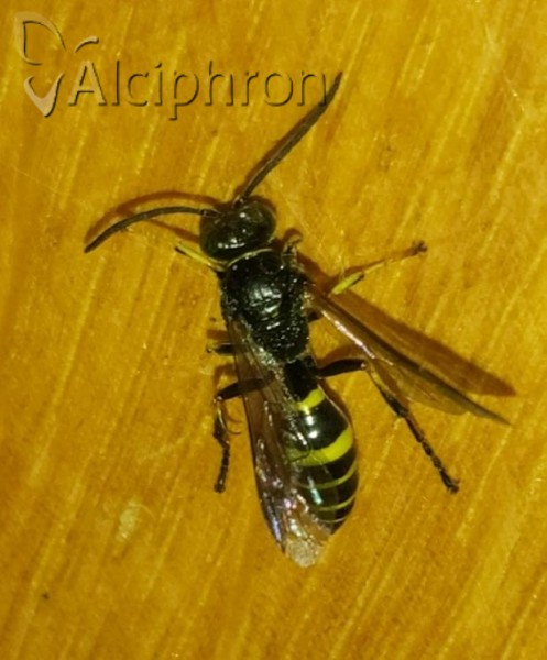 Gorytes laticinctus