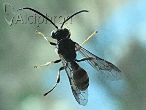 Gorytes laticinctus