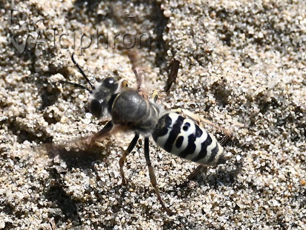 Bembix oculata