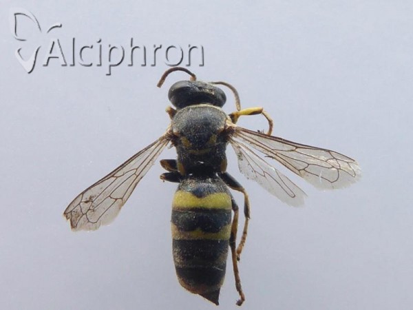 Bembecinus tridens