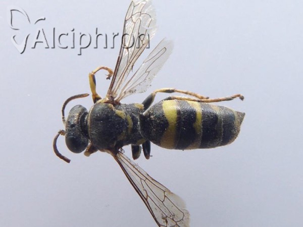 Bembecinus tridens