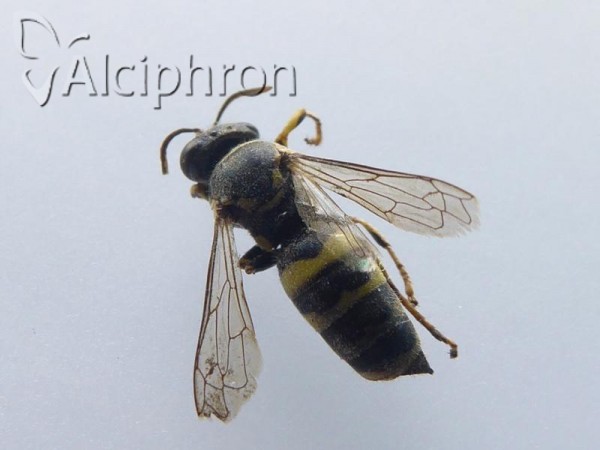 Bembecinus tridens