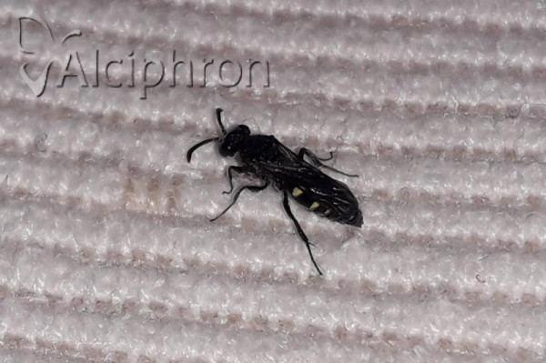 Nysson trimaculatus