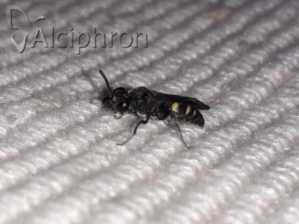 Nysson trimaculatus
