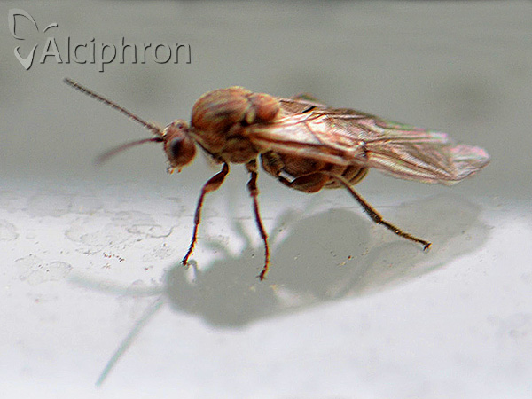 Andricus caputmedusae