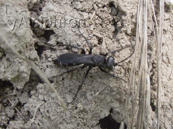Pompilus cinereus