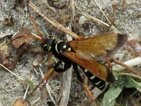 Batozonellus lacerticida