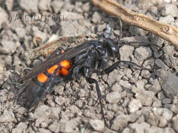 Anoplius viaticus