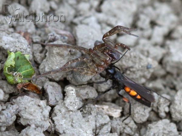 Anoplius viaticus