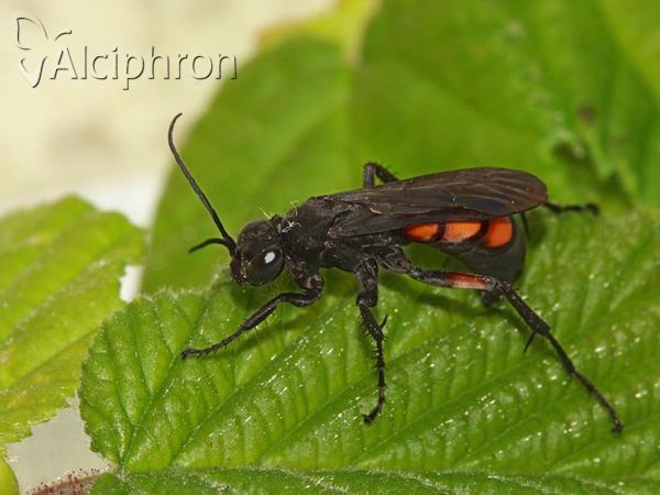 Anoplius viaticus