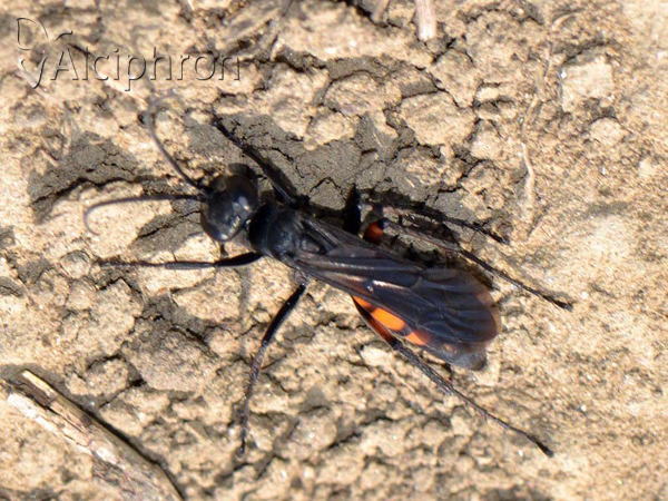 Anoplius viaticus