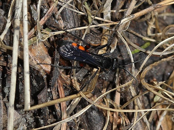 Anoplius viaticus