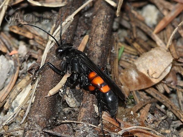 Anoplius viaticus