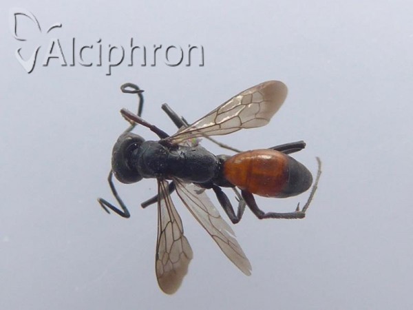 Cryptocheilus notatus