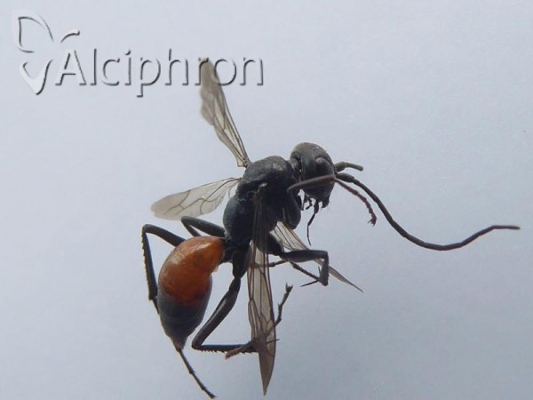 Cryptocheilus notatus