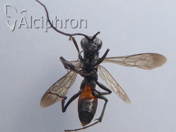 Cryptocheilus notatus