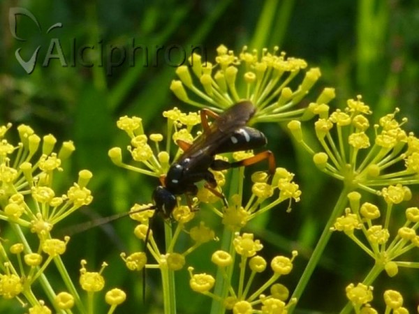 Cryptocheilus variabilis