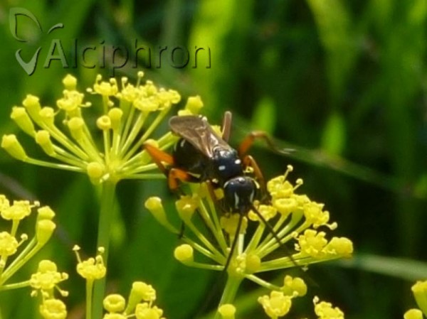 Cryptocheilus variabilis