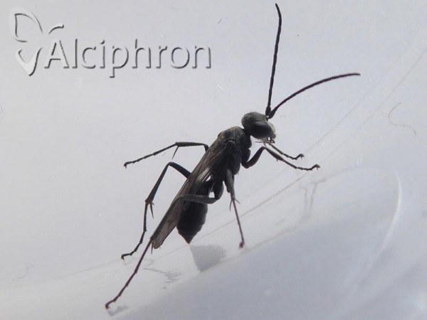 Auplopus carbonarius