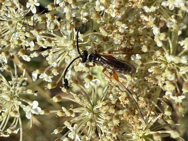 Ceropales albicincta