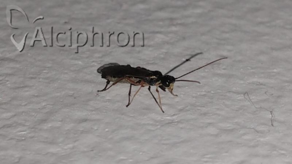 Acrotomus succinctus
