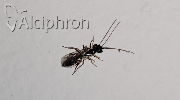 Acrotomus succinctus